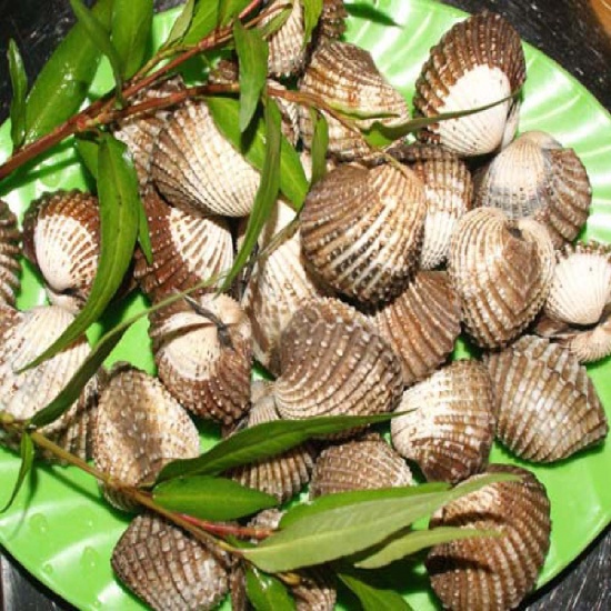 Sò huyết sống loại 1, mới đánh bắt